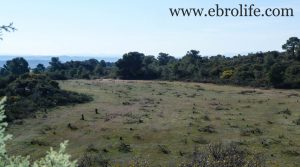 Detalle de Finca de secano en Fabara con monte bajo