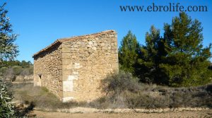 Finca de olivos y almendros en Maella para vender con secano