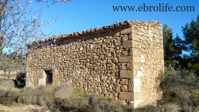 Finca de olivos y almendros en Maella