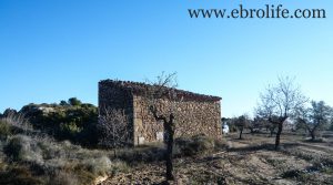 Finca de olivos y almendros en Maella a buen precio con secano por 