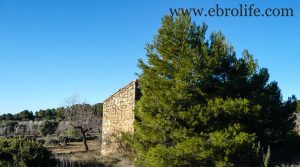 Finca de olivos y almendros en Maella en oferta con olivos