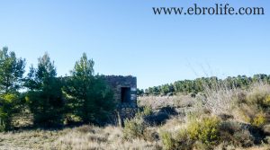 Vendemos Finca de olivos y almendros en Maella con olivos por 