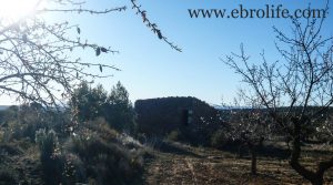 Detalle de Finca de olivos y almendros en Maella con secano