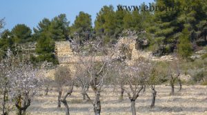 Foto de Finca de olivos y almendros en Calaceite con río