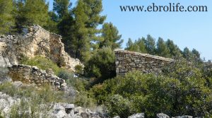 Finca de olivos y almendros en Calaceite en oferta con masía