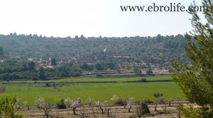 Vendemos Finca de olivos y almendros en Calaceite con olivos