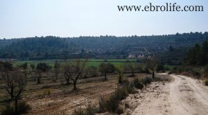 Se vende Finca de olivos y almendros en Calaceite con olivos