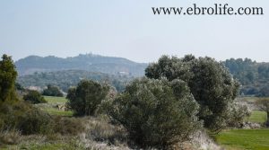 Finca de olivos y almendros en Calaceite para vender con secano