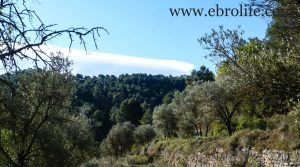 Foto de Finca y masía en Arens de Lledó con olivos por 28.000€