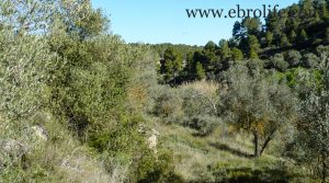 Finca y masía en Arens de Lledó en venta con río