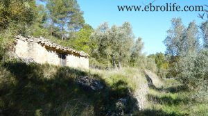 Foto de Finca y masía en Arens de Lledó en venta con robles