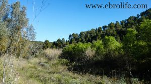 Se vende Finca y masía en Arens de Lledó con río