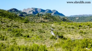 Finca en el macizo de los Puertos de Tortosa a buen precio con pinares por 65.000€