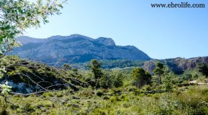 Finca en el macizo de los Puertos de Tortosa a buen precio con pinares