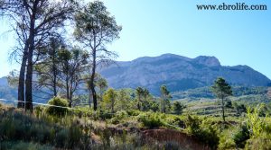 Se vende Finca en el macizo de los Puertos de Tortosa con pinares