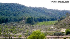 Detalle de Gran masía con corrales y era en Maella con masía