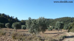 Finca de regadío con masía en Batea a buen precio con agua