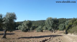 Finca de regadío con masía en Batea en venta con río