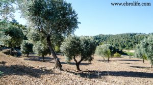 Foto de Finca de regadío con masía en Batea con regadío