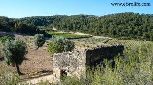 Finca de regadío con masía en Batea para vender con agua por 22.000€