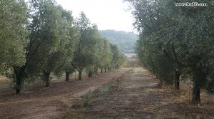 Finca rústica Barranco de los Huertos Calaceite para vender con pinares