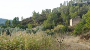 Finca rústica Barranco de los Huertos Calaceite en oferta con olivos por 50.000€