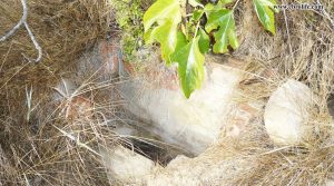 Detalle de Finca rústica Barranco de los Huertos Calaceite con olivos