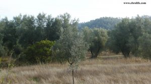 Finca rústica Barranco de los Huertos Calaceite a buen precio con masía