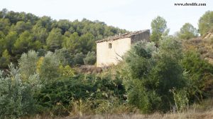 Finca rústica Barranco de los Huertos Calaceite para vender con olivos por 50.000€