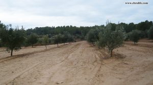 Se vende Finca Rustica en Valdeltormo con almendros