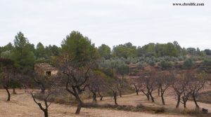 Finca Rustica en Valdeltormo para vender con regadío