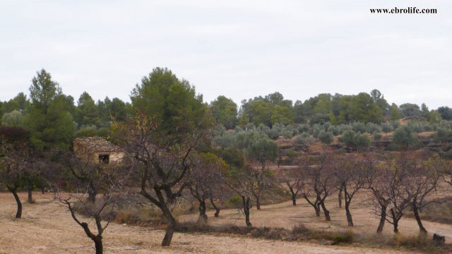 Finca Rustica en Valdeltormo