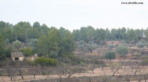 Finca Rustica en Valdeltormo a buen precio con pinares por 92.000€