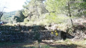 Vendemos Finca rústica Punta Molinera Ráfales con finca trufera ecológica por 57.000€