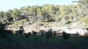 Vendemos Finca rústica Punta Molinera Ráfales con zona setas por 57.000€