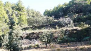 Foto de Finca rústica Punta Molinera Ráfales con zona setas