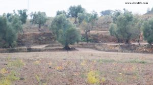 Foto de Finca rústica en Calaceite en venta con balsa