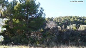 Finca rústica entre Rafales y Monroyo en oferta con pinares por 30.000€