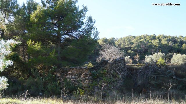 Finca rústica entre Rafales y Monroyo