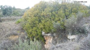 Finca rústica con masía en Calaceite a buen precio con bodega