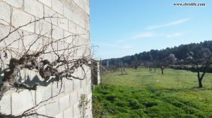 Finca rústica en Valderrobres en venta con regadío