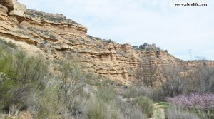 Finca rústica en Miraflores Caspe en oferta con nectarinas