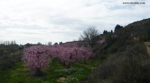 Vendemos Finca rústica en Miraflores Caspe con nectarinas