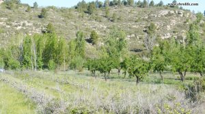 Vendemos Finca rústica en Caseres con huerto