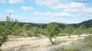 Vendemos Finca rústica en Maella con almendros por 