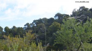 Finca rústica en Maella a buen precio con almendros por 