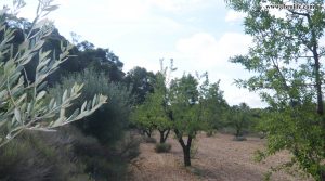 Vendemos Finca rústica en Maella con almendros por 