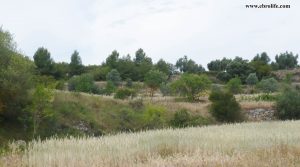 Se vende Finca rústica en La Fresneda con agua