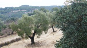 Foto de Finca rústica cerca de Calaceite en venta con masía por 27.000€