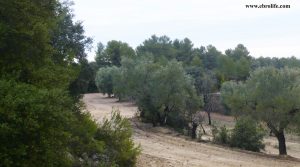 Finca rústica cerca de Calaceite en oferta con olivos